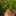 Ceylon+Hill+Gooseberry+picked+fruit+off+the+tree+By+DaleysFruit.com.au+%5BAll+Rights+Reserved%5D