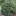Weeping+green+foliage+on+bushy+Curry+Leaf+Tree