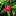 Close+up+of+Acerola+Pixie+Fruit+cropped+from+bigger+photo+By+DaleysFruit.com.au+%5BAll+Rights+Reserved%5D