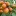 Apricot+Moorpark+Fruit+teaming+with+bright+orange+fruits+ready+to+pick+By+PlantNet+%5BAll+Rights+Reserved%2C+Supplier+of+DaleysFruit.com.au%5D