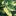 Close+up+of+growing+tip+on+variegated+coffee+with+yellow+and+green+leaves++By+David+Peasley+%5BAll+Rights+Reserved%2CSupplier+of+DaleysFruit.com.au%5D