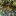 Dwarf+Coffee+tree+covered+in+yellow+fruit+along+all+branchs