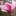 Magnolia+soulangeana+By+DaleysFruit.com.au+%5BAll+Rights+Reserved%5D