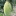 Ripening+Harumanis+Mango+hanging+from+tree