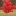 Acer+rubrum+at+Manjimup+By+DaleysFruit.com.au+%5BAll+Rights+Reserved%5D