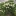 Dense+white+flowers+on+miniature+melaleuca+street+planting