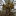 Khadrawy+Date+Palm+frutiing+well+in+South+Australia+Riverland