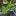 Potted+Fan+Palm+showing+broad+leaves