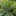 Red+Fruited+Pandanus+showing+whorl+of+fresh+green+spiky+leaves+By+DaleysFruit.com.au+%5BAll+Rights+Reserved%5D