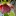 Flowers+of+the+Passionfruit+-+Sweet+Lilikoi+forming+By+DaleysFruit.com.au+%5BAll+Rights+Reserved%5D