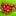 Fruit+of+Eugenia+mattosis+against+a+leaf+By+Anestor+Mezzomo+and+CRFG+https%3A%2F%2Fcrfg.org++%5BAll+Rights+Reserved%2C+Used+By+Permission%5D