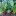 Rainbow+Chards+just+keep+on+giving+and+look+fantastic+in+the+garden+By+DaleysFruit.com.au+%5BAll+Rights+Reserved%5D