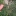 Flower+equivalents+on+a+branch+of+casurina+needles+