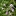 Society+Garlic+Flowers+By+Photo+by+David+J.+Stang+%5BCC+BY-SA+4.0++%28https%3A%2F%2Fcreativecommons.org%2Flicenses%2Fby-sa%2F4.0%29%5D%2C+via+Wikimedia+Commons