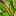 Variegated+Stripey+Sugarcane+growing+vigorously