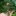 Sweet+leaf+bush+showing+deep+green+leaves+and+pink+berry