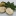 White+Sapote+-+Blumenthal+fruit+split+in+half+showing+the+seed+and+white+flesh+and+surrounded+by+leaves+By+DaleysFruit.com.au+%5BAll+Rights+Reserved%5D