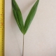 Leaf of the Acai Palm MT