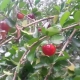 Acerola Tree the Medicine Tree
