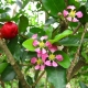 Acerola Flower and Fruit