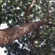 Khaya senegalensis or African Mahogany Tree in Hong Kong Park, Central, Hong Kong