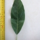 Leaf of the Avocado Fuerte B
