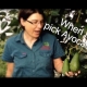 When to Pick Avocados