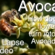 How Pollination of A type B type Avocados works
