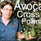 Avocado Cross Pollination
