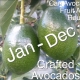 Can Avocado Trees Fruit All Year Round