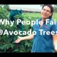 Why People Fail at Growing Avocado Trees