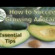 Essential Tips How to Grow Avocados