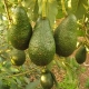 The Many Varieties of Avocado Trees
