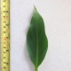 Leaf of the Banana Williams