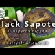 Growing Black Sapote Fruit Trees in Australia Youtube Video