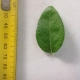 Leaf of the Blueberry Biloxi