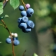 Biloxi Blueberry Fruit Tree