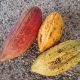 Cacao showing 3 different coloured pods they are all ripe it is just some varieties ripen with different colours