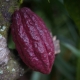 The deep colours of the Cacao pod ripening on the tree
