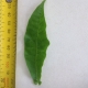 Leaf of the Cape Chestnut