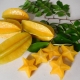 Carambola Daleys Sweet Gold