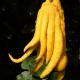 Buddhas Hand