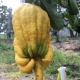 Buddhas Hand fruit Kyogle