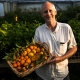 Greg Lovingly picking citrus at Daleys Fruit Tree Nursery