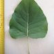 Leaf of the Cottonwood Poplar