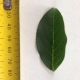 Leaf of the Crepe Myrtle Tuscarora