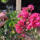 Crepe Myrtle closeup with reddish orange flowers against a hand [All Rights Reserved]