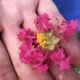 Part of a Crepe Myrtle flower against a hand [All Rights Reserved]