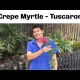 Crepe Myrtle Tuscarora Youtube showing the benefits of growing them in backyards and as a street tree. Also get to know the plant as it is sold in the nursery