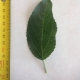 Leaf of the Dwarf Apple Gala